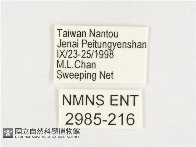 玉帶黛眼蝶藏品圖，第3張