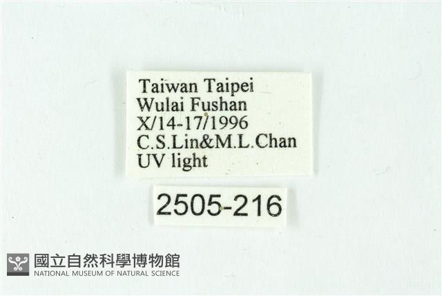 三色豔苔蛾藏品圖，第3張