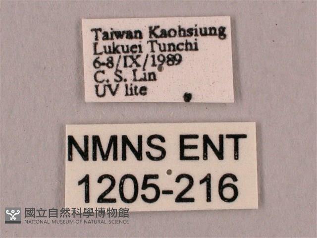 直翅六點天蛾藏品圖，第3張