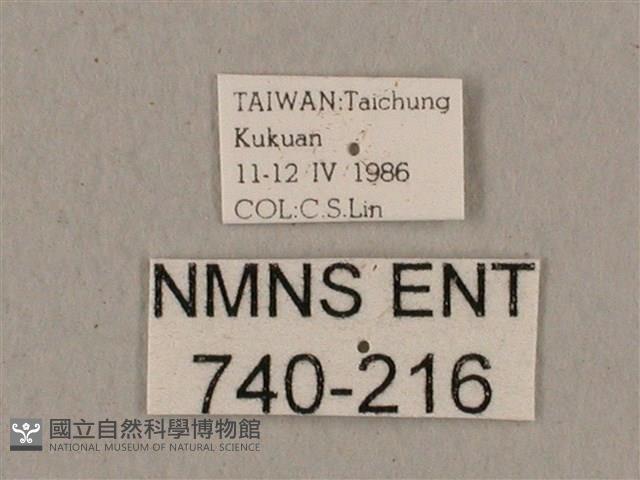 黑帶鷹翅天蛾藏品圖，第3張