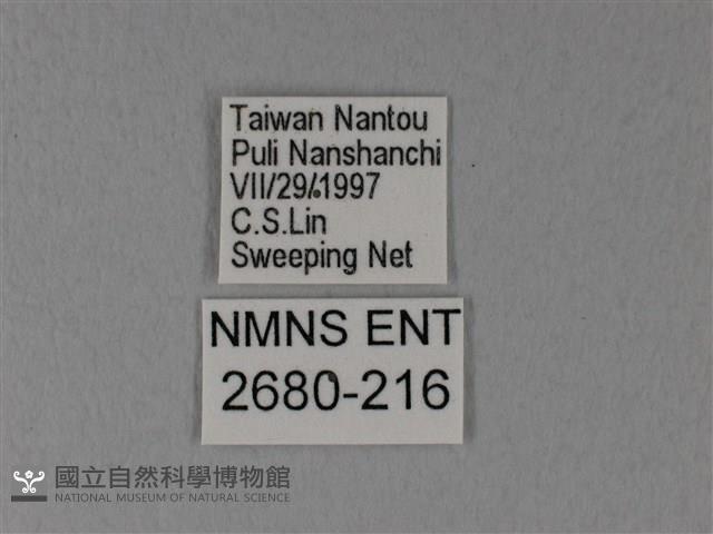 異粉蝶、雌白黃蝶藏品圖，第3張