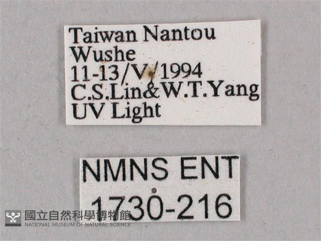 榆綠天蛾藏品圖，第3張