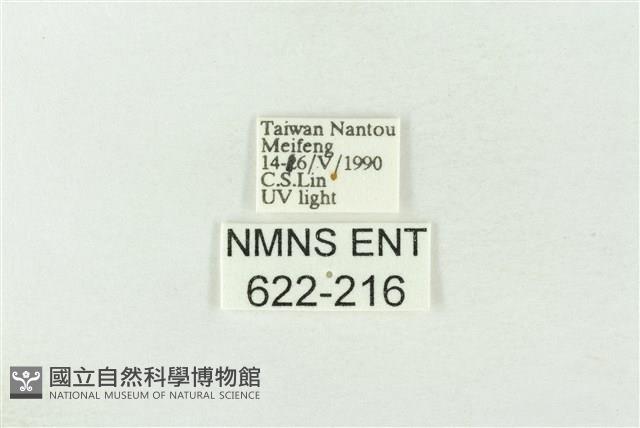 棍棒污燈蛾藏品圖，第3張