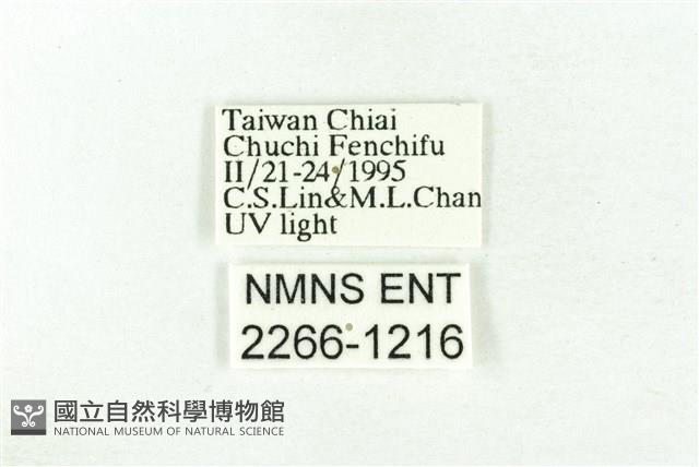 樹形尺蛾藏品圖，第3張