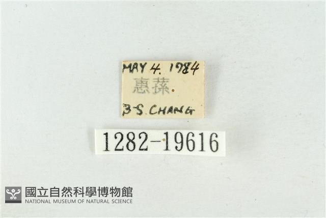 大斑波紋蛾藏品圖，第3張