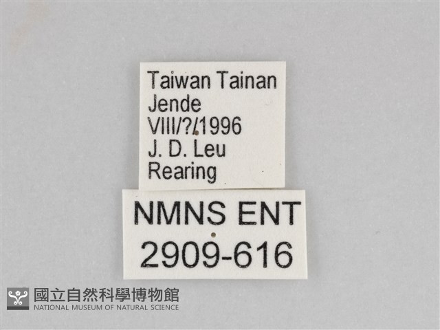 樺斑蝶藏品圖，第3張
