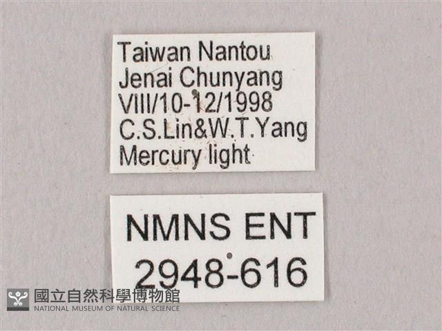 栗六點天蛾藏品圖，第3張