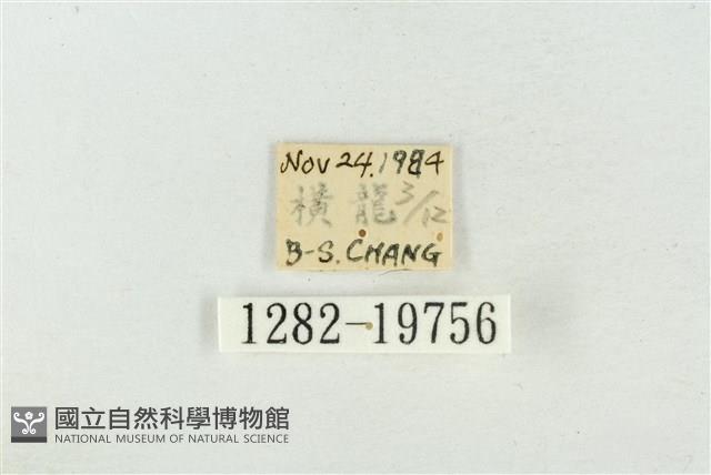 大斑波紋蛾藏品圖，第3張