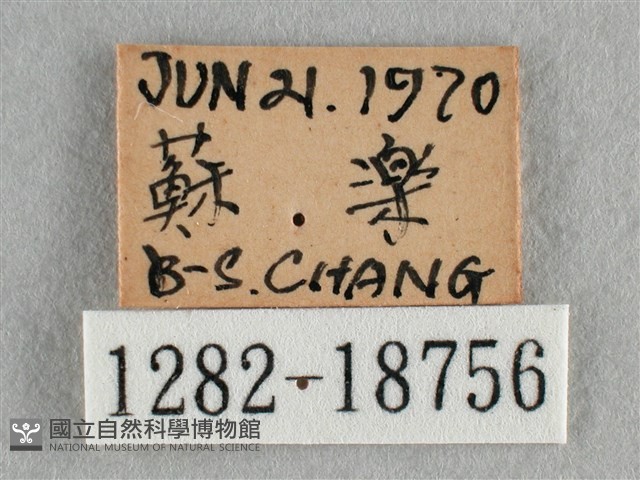 散紋盛蛺蝶藏品圖，第3張