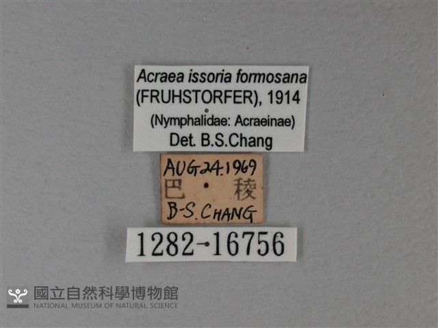 苧麻細蝶藏品圖，第3張