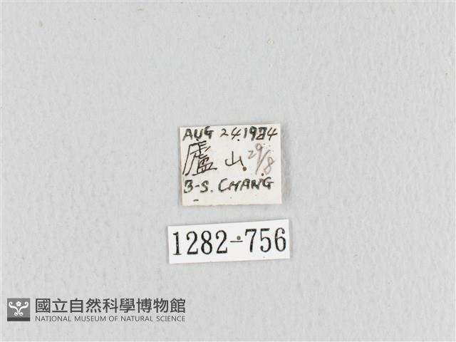 大褐斑枯葉蛾藏品圖，第3張