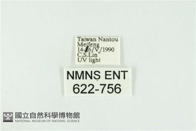 寬紋黃毒蛾藏品圖，第3張