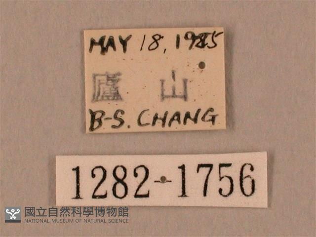 裂斑鷹翅天蛾藏品圖，第3張