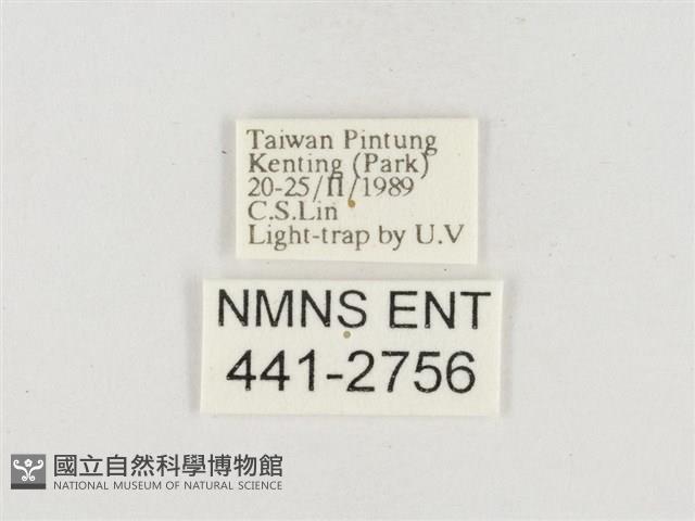 小白紋毒蛾藏品圖，第3張