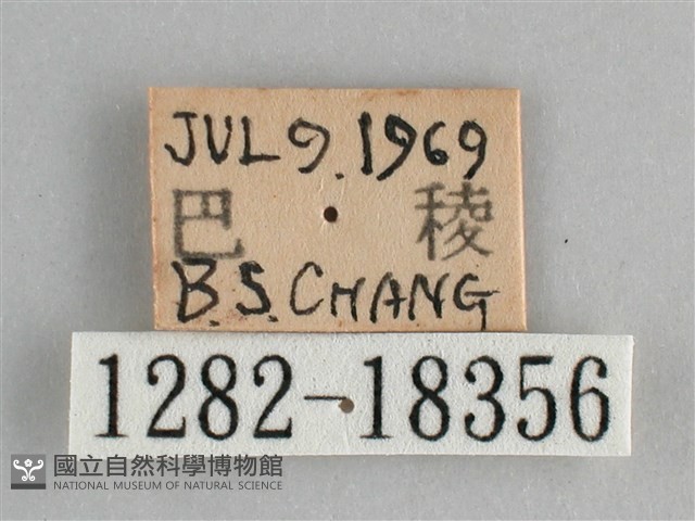 臺灣環蛺蝶藏品圖，第3張