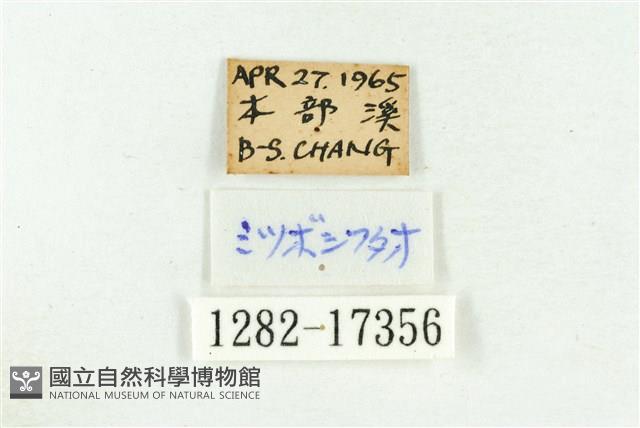 三斑虎灰蝶藏品圖，第3張
