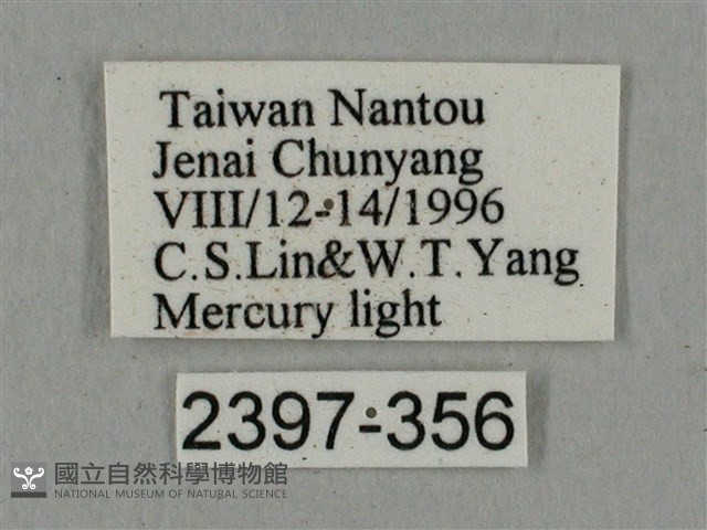 廣東鷹翅天蛾藏品圖，第3張