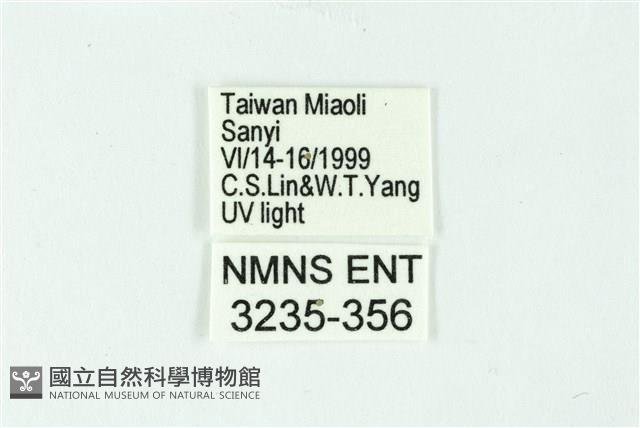 三條橙燈蛾藏品圖，第3張