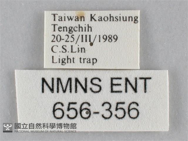 斜紋夜盜蛾藏品圖，第3張