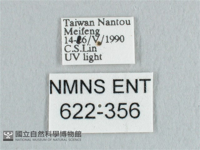 銀端帶鉤蛾藏品圖，第3張