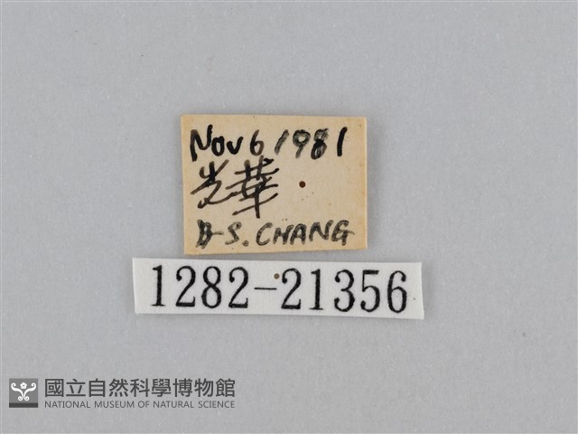 江崎波眼蝶藏品圖，第3張