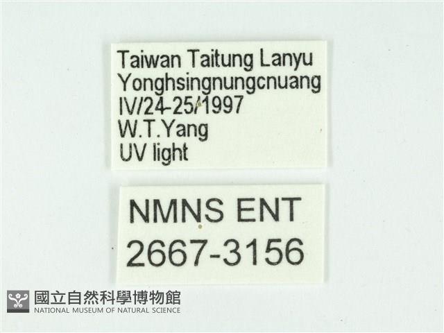 叉紋閃舞蛾藏品圖，第3張