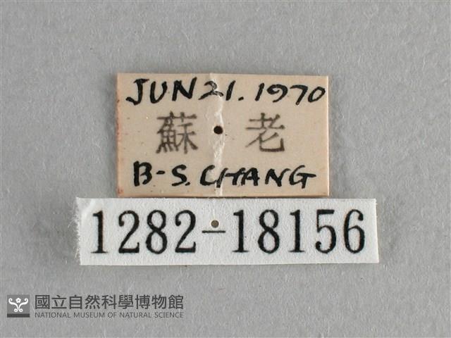 異色尖粉蝶藏品圖，第3張