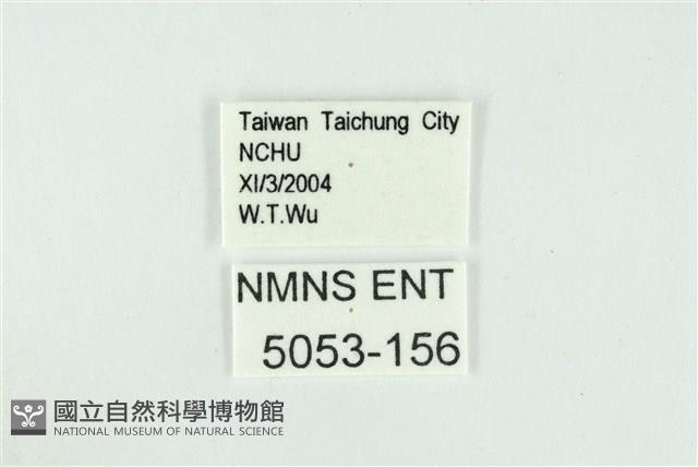 折列藍灰蝶沖繩亞種藏品圖，第3張