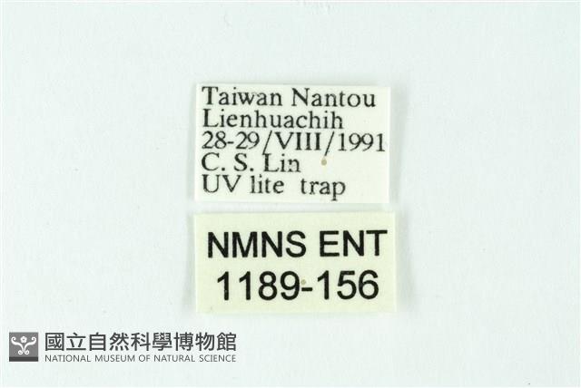 三色豔苔蛾藏品圖，第3張