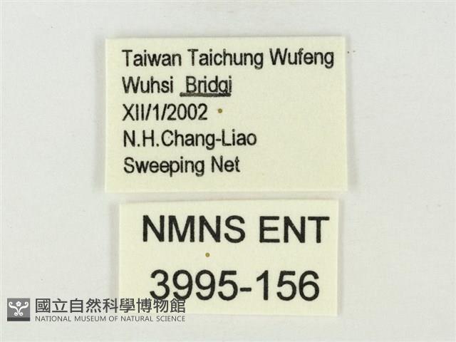 白雅波灰蝶藏品圖，第3張