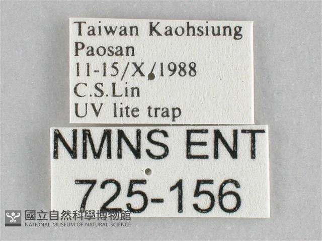 長斑擬燈蛾藏品圖，第3張