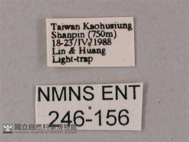 雙斑白肩天蛾藏品圖，第3張