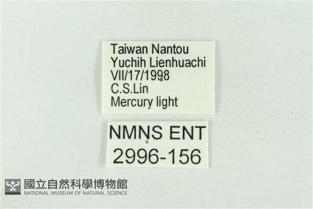 基黃綠刺蛾藏品圖，第3張