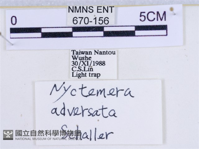 粉蝶燈蛾藏品圖，第3張