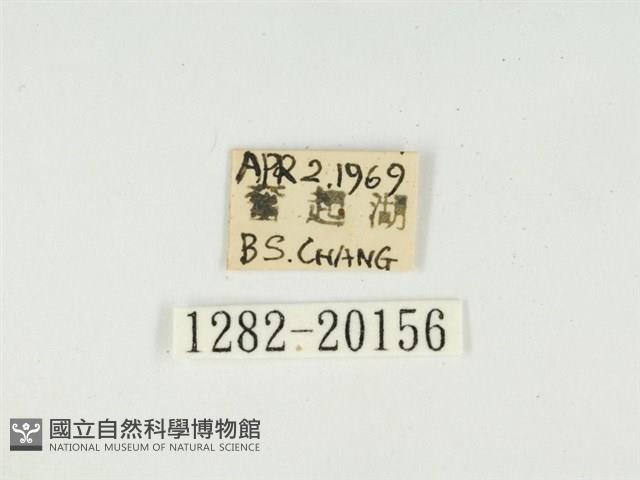 史氏狹翅螢斑蛾藏品圖，第3張