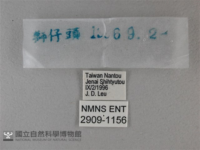 黑星弄蝶藏品圖，第3張