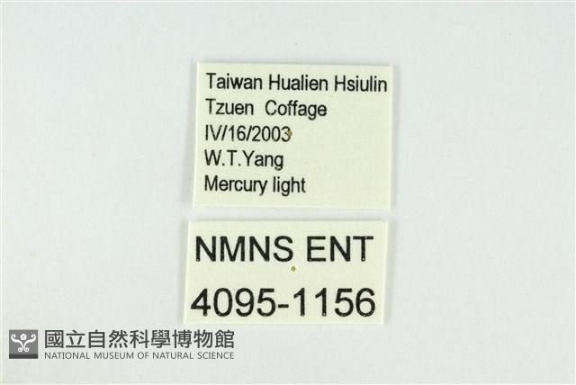 寬紋黃毒蛾藏品圖，第3張