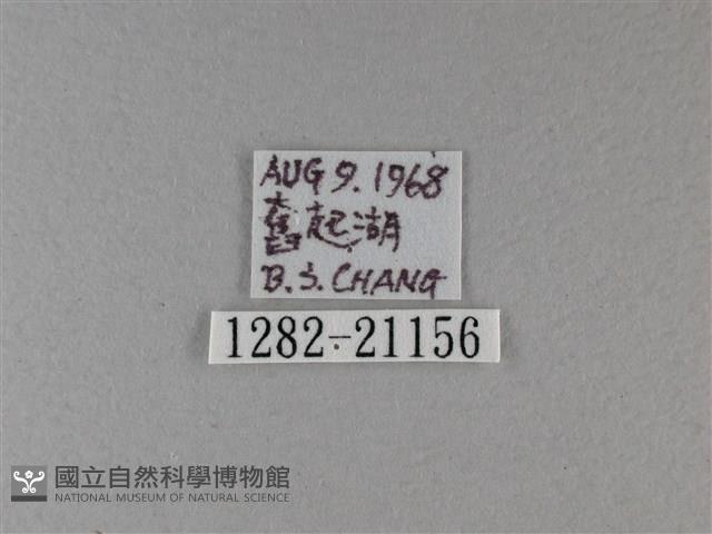 小星弄蝶藏品圖，第3張