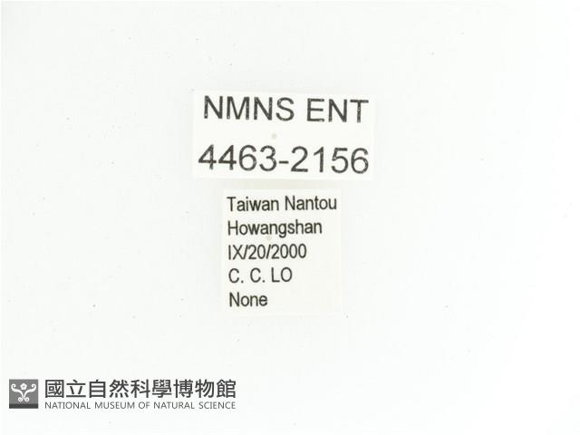 艷金龜藏品圖，第2張