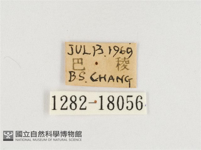 臺灣翠蛺蝶藏品圖，第3張