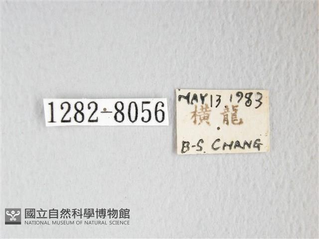 圓翅大鉤蛾藏品圖，第3張