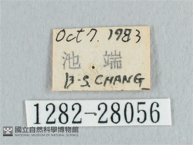 接骨木帶鉤蛾藏品圖，第3張