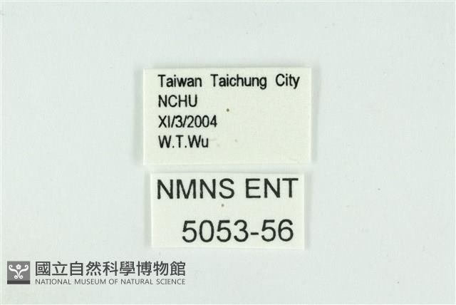 迷你藍灰蝶藏品圖，第3張