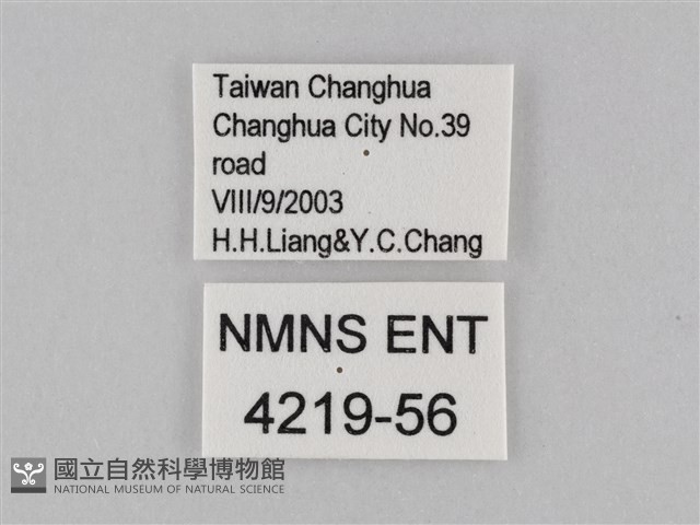 小波眼蝶藏品圖，第3張