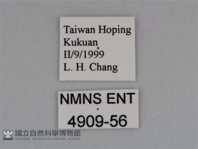 豔粉蝶藏品圖，第3張