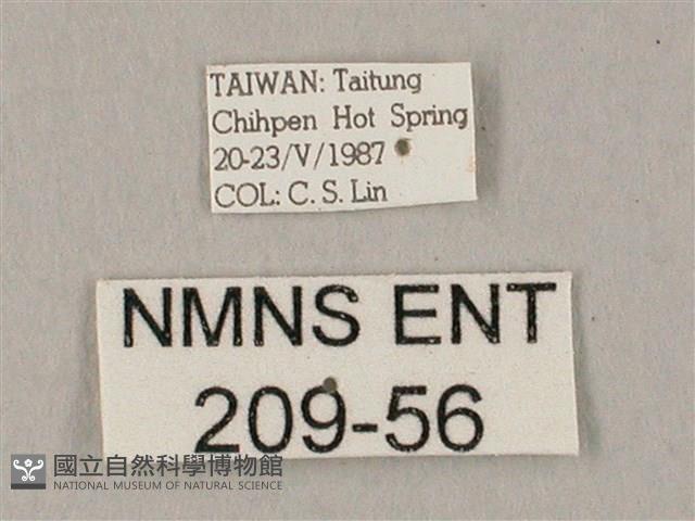 白點天蛾 藏品圖，第3張