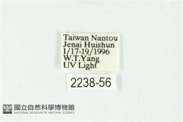 白斑散紋夜蛾藏品圖，第3張