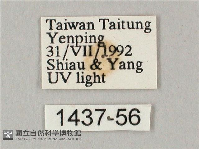 白點天蛾 藏品圖，第3張