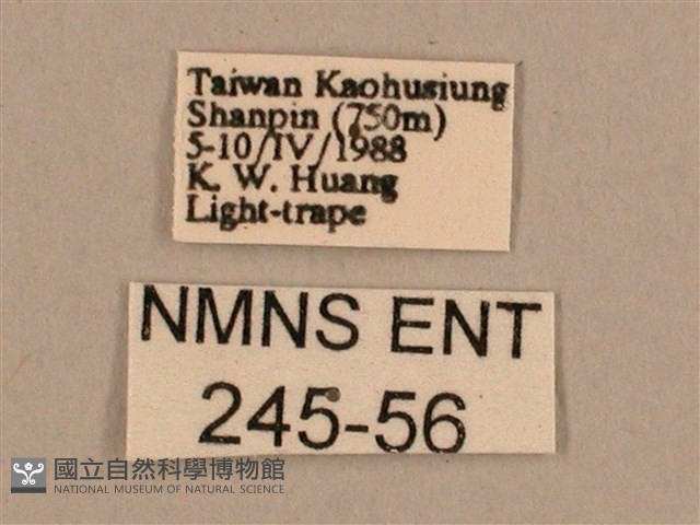 背線天蛾藏品圖，第3張