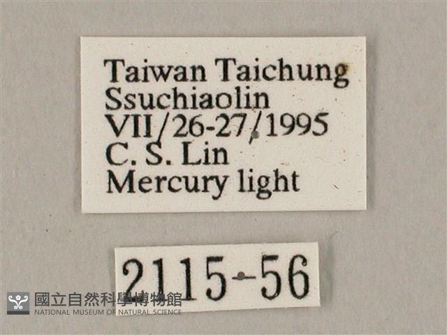 白點天蛾 藏品圖，第3張